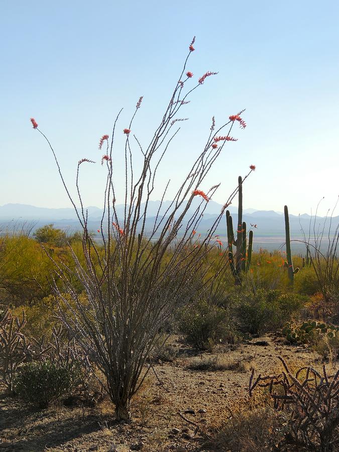 Desert Ocotillo in Bloom Photograph by Gordon Beck