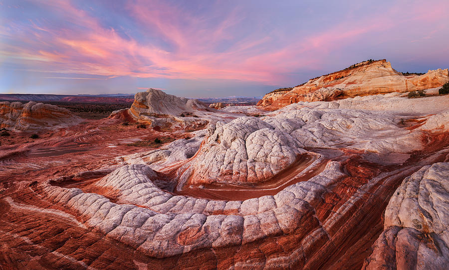 Desert Octopus Photograph by Alex Mironyuk - Fine Art America