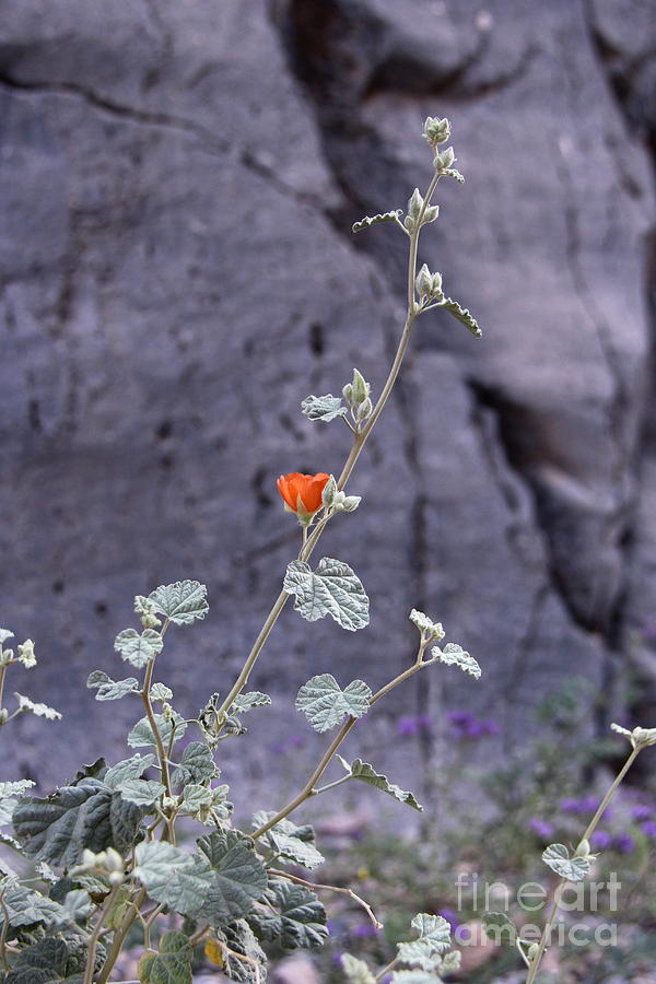 Desert Orange Photograph by Suzanne Oesterling