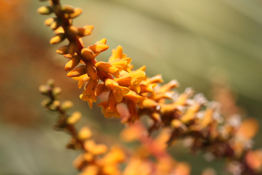 Desert Orange Photograph by Voodoo Delicious - Fine Art America