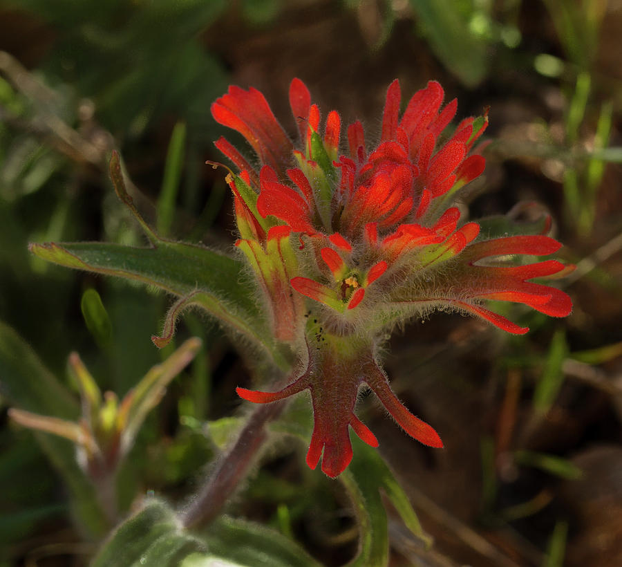 desert indian paintbrush desert indian paintbrush