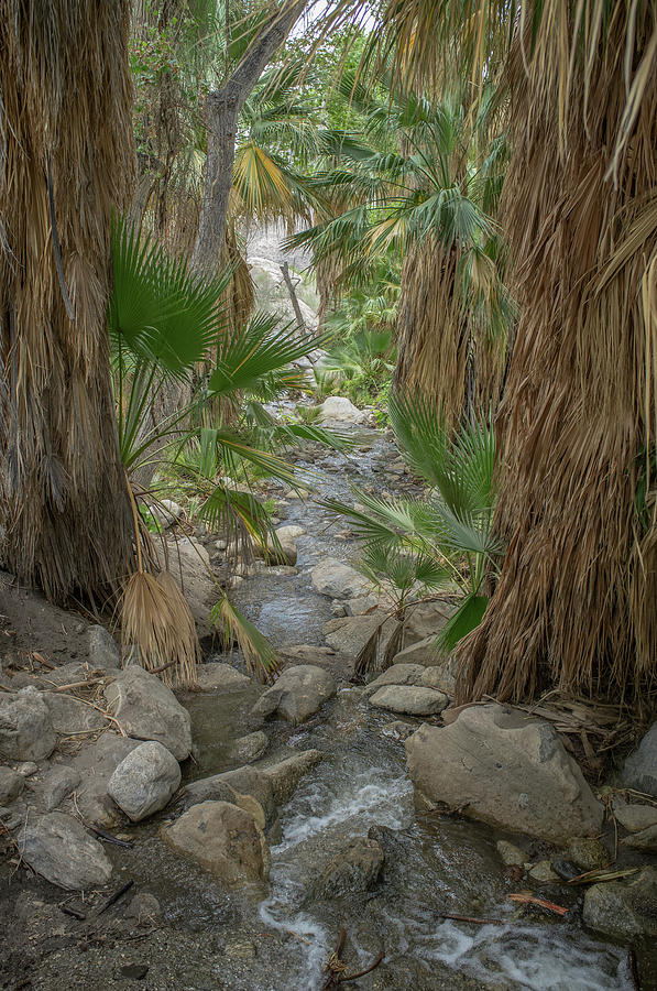 Desert Palms Oasis Photograph by Frank DiMarco