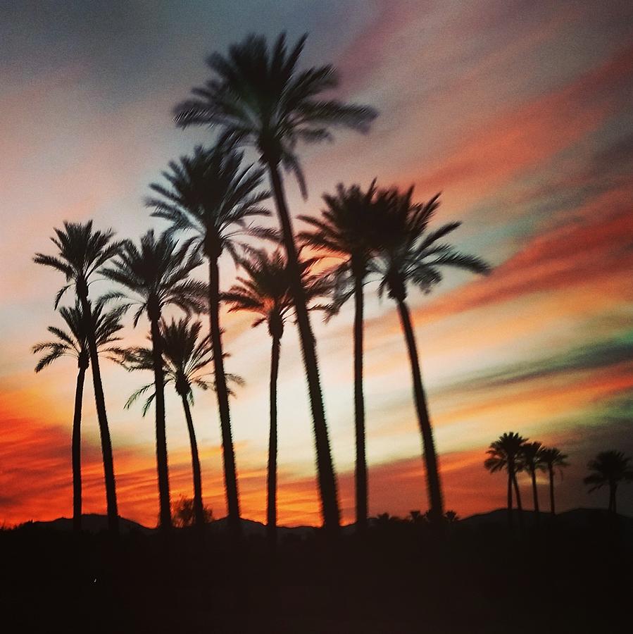 Desert Palms Sunset Photograph by Vic Ritchey