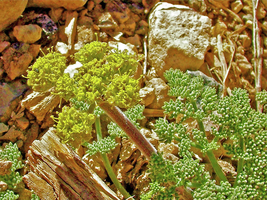 Desert Parsley between Pima Point and Hermits Rest in Grand Canyon National Park-Arizona Photograph by Ruth Hager