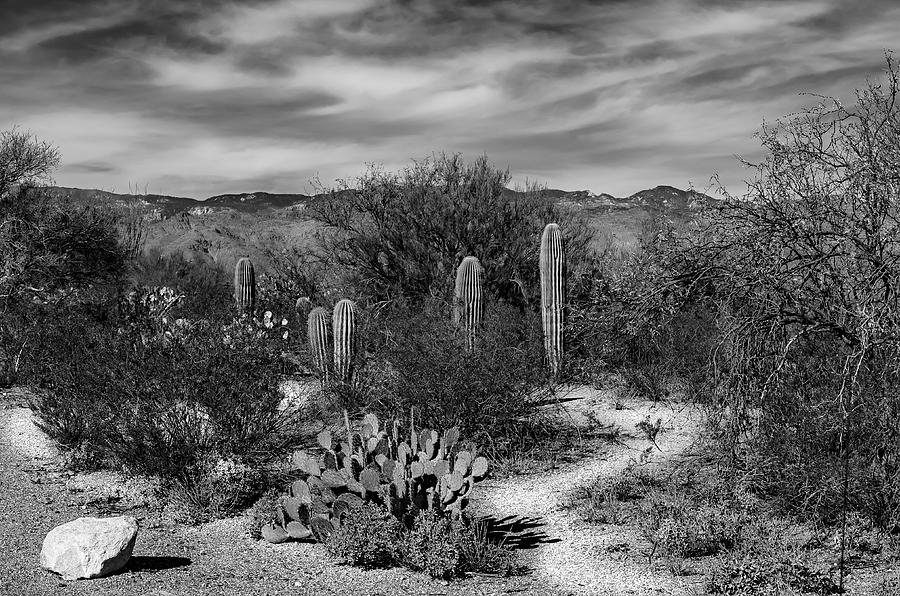 Saguaro National Park Photograph - Desert Passage by Mark Myhaver