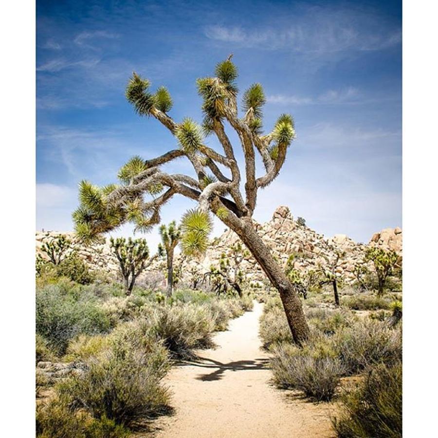Desert Photograph - Desert Path. Joshua Tree National Park by Alex Snay
