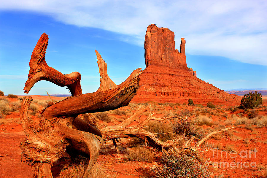 Desert Peace Photograph by Paul Lamonica - Fine Art America