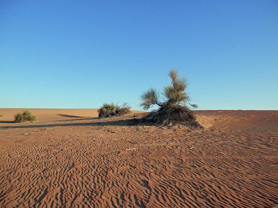 Desert  Photograph by Pema Hou