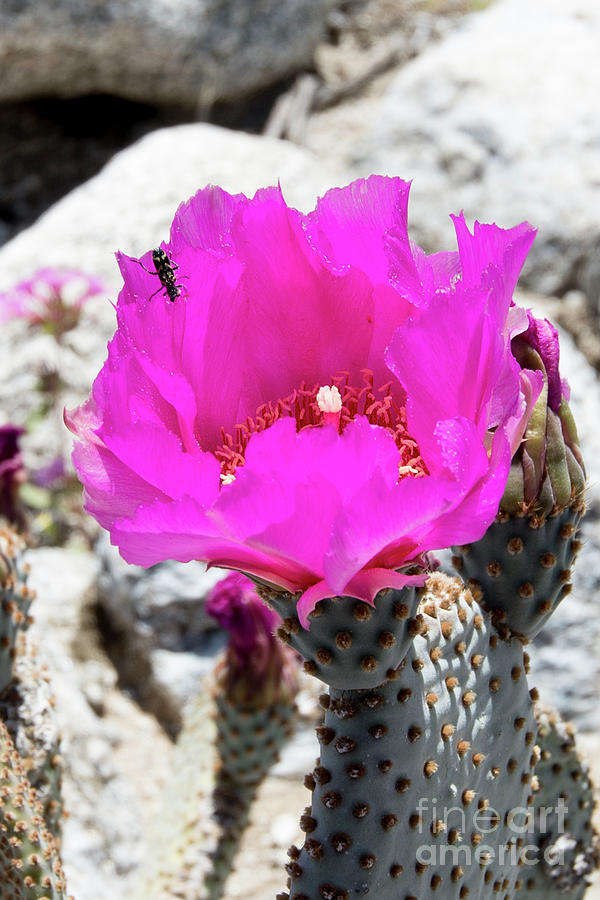 Desert Pink Photograph by Baywest Imaging