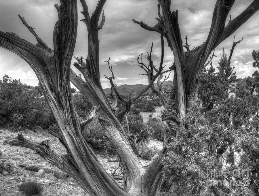 Desert pinon Photograph by Barbara Morris - Pixels