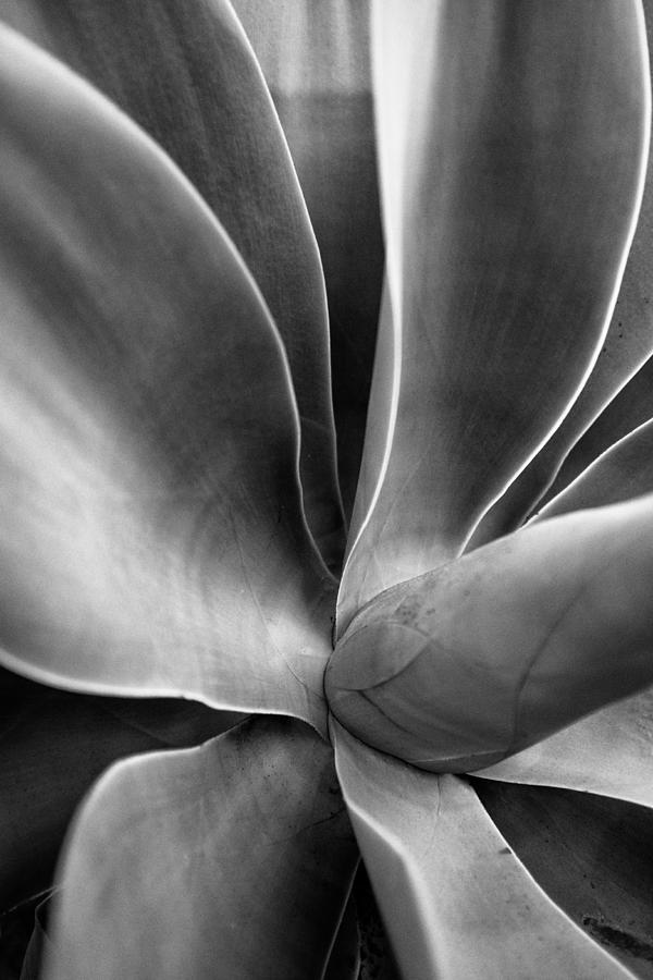 Desert Plant #2 - Agave Photograph by Stephen Russell Shilling