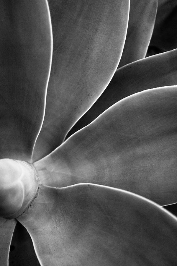 Desert Plant #3 - Agave Photograph by Stephen Russell Shilling
