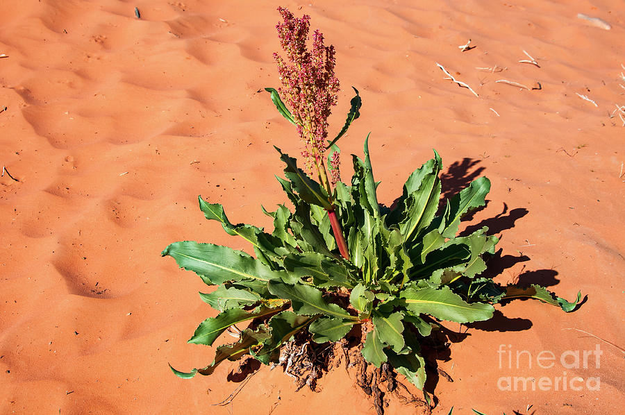 Desert Plant Life Photograph by Bob Phillips