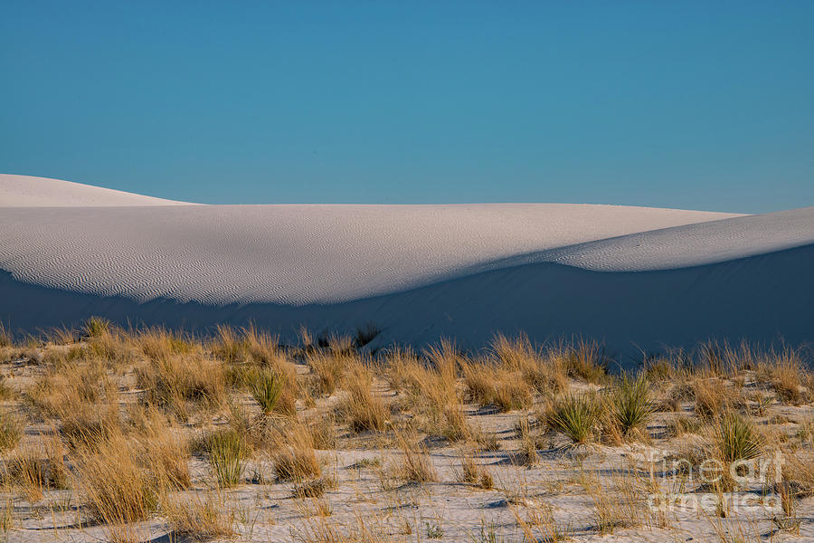 White Sands National Monument Photograph - Desert Plants at White Sands by Bob Phillips