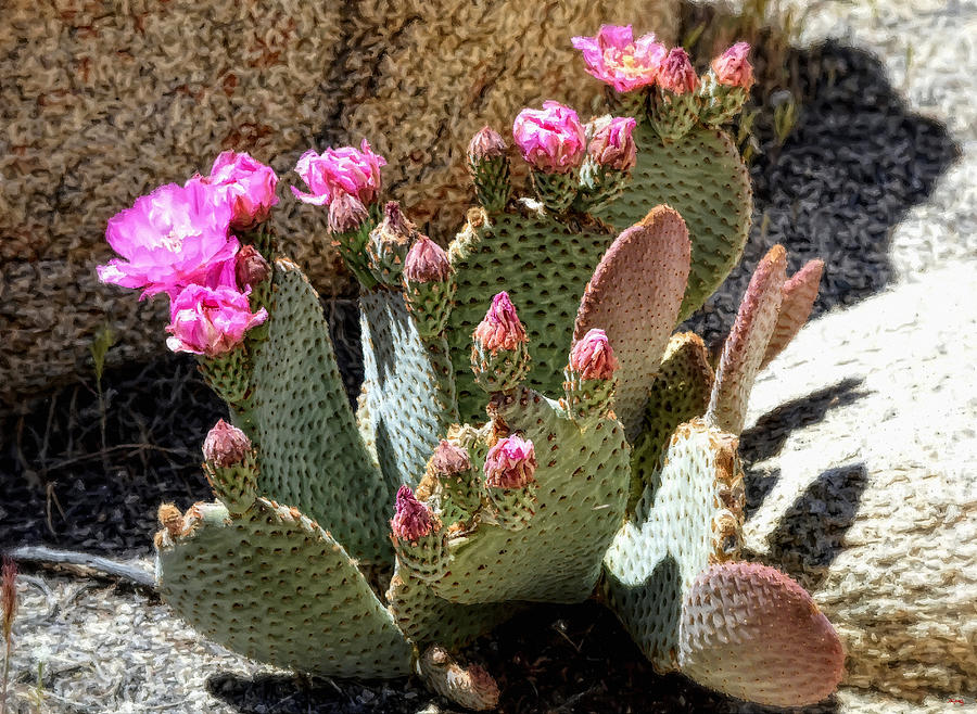 Joshua Tree National Park Photograph - Desert Plants - Fuchsia Cactus Flowers by Glenn McCarthy Art and Photography