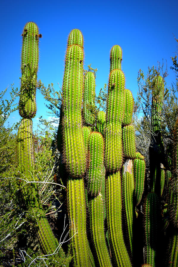 Desert Plants - Standing Tall Photograph by Glenn McCarthy Art and Photography