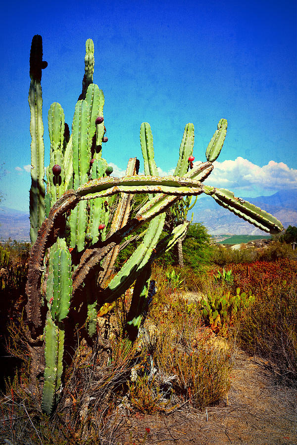 Desert Plants - Westward Ho Photograph by Glenn McCarthy Art and Photography