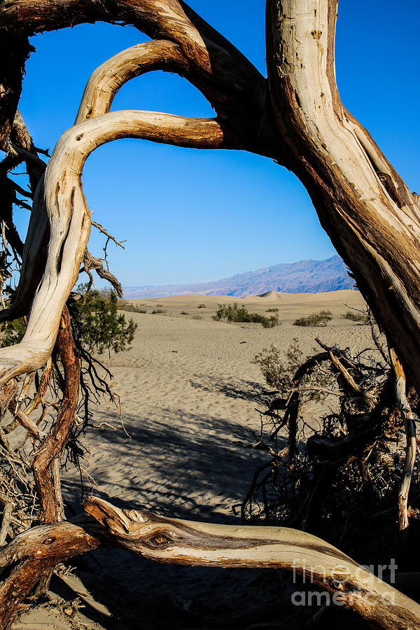 Desert Portrait Photograph by Suzanne Luft
