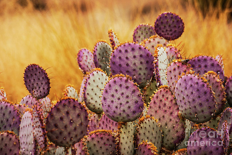 Desert Purple and gold Photograph by Ruth Jolly