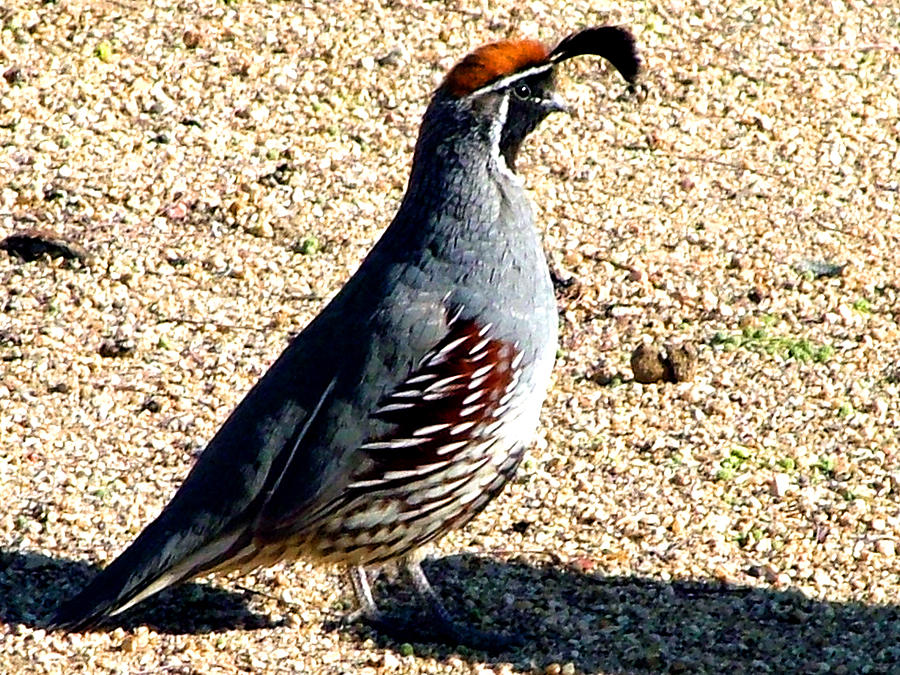 Desert Quail Photograph by Nick Gustafson | Fine Art America