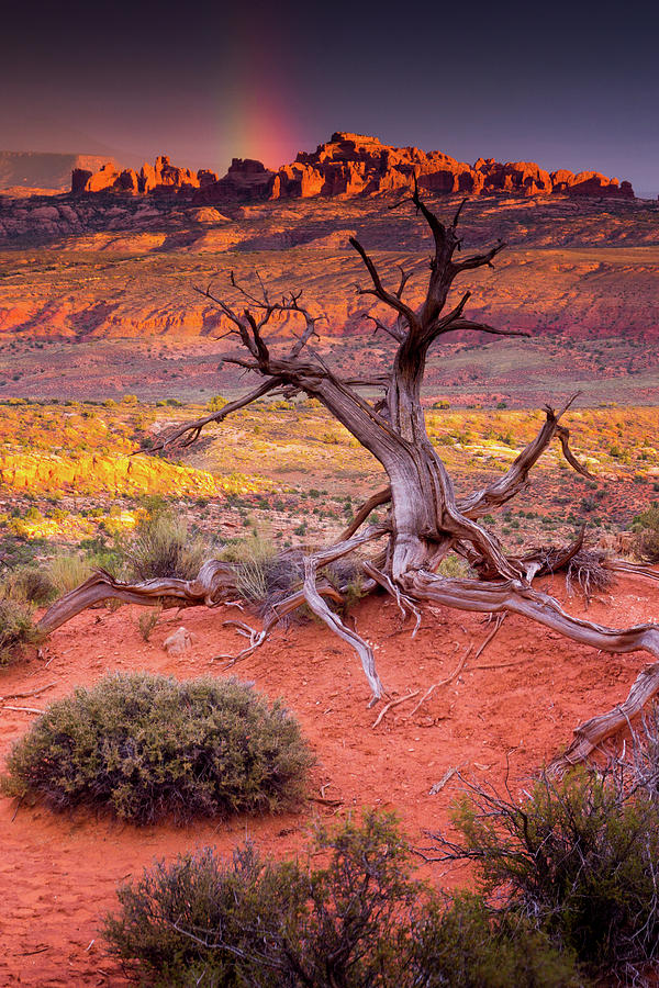 Desert Rainbow Photograph by John De Bord