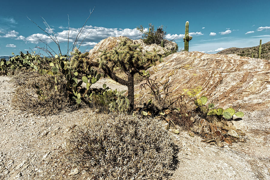 Desert Reality Photograph by George Buxbaum