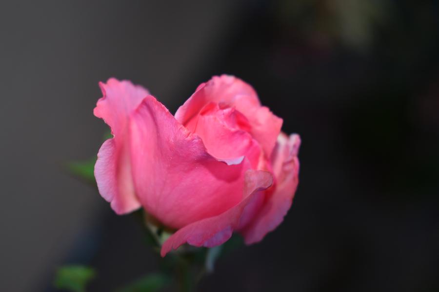 Desert Rose 1 Photograph by Nina Kindred