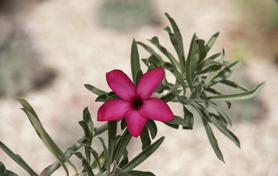 Desert Rose Photograph by Amy Sorvillo