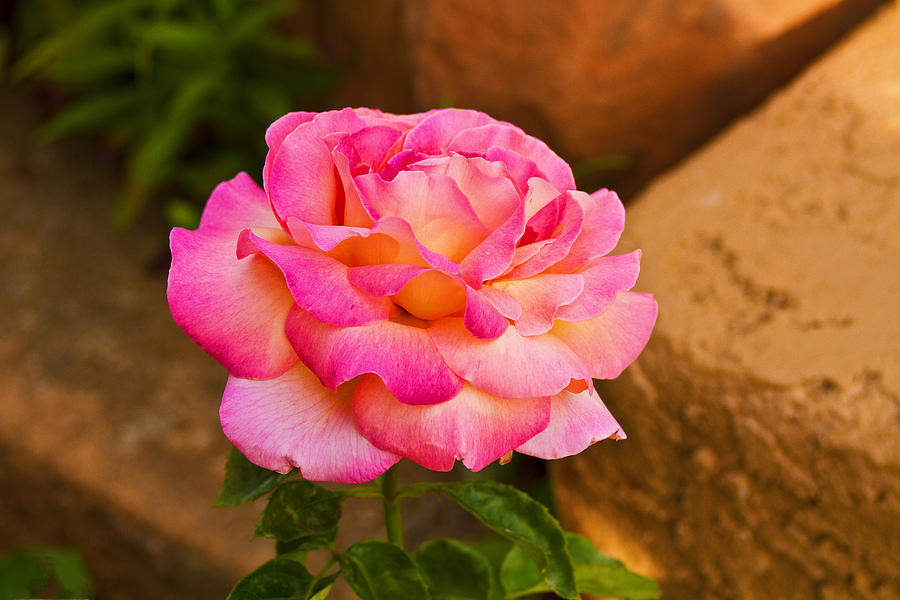 Desert Rose Photograph by Bill Barber