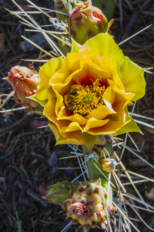 Flower Photograph - Desert Rose by David Wagner