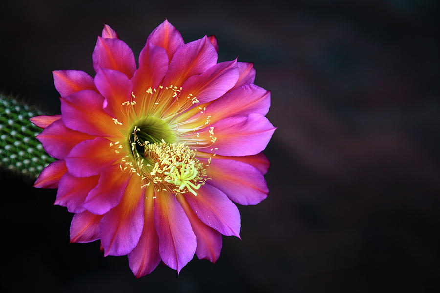 Desert Rose Photograph by Dennis Swena