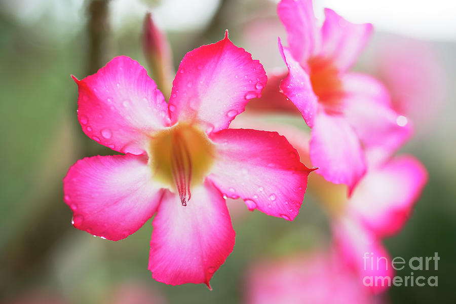 Desert Rose Detail by Charmian Vistaunet Desert Rose Detail by Charmian Vistaunet