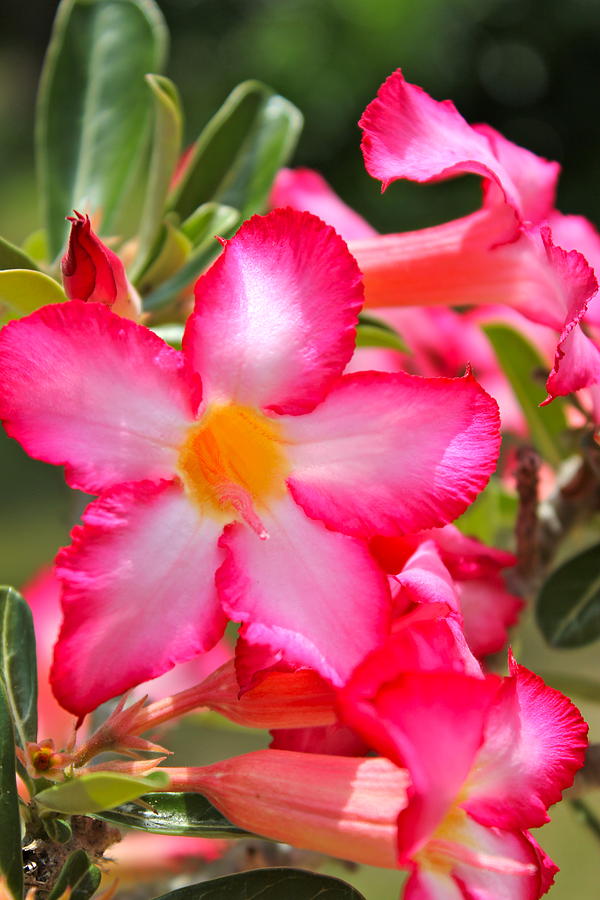 Desert Rose Photograph by Jennifer Strassner | Fine Art America