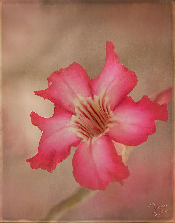 Desert Rose Digital Art by Teresa Wilson