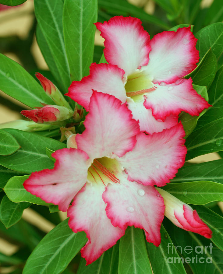 Desert Rose with buds and water Photograph by Larry Nieland