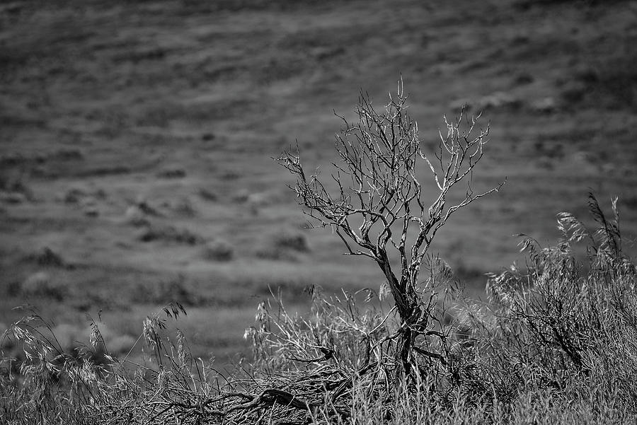 Desert Sagebrush BW Photograph by Rick Mosher