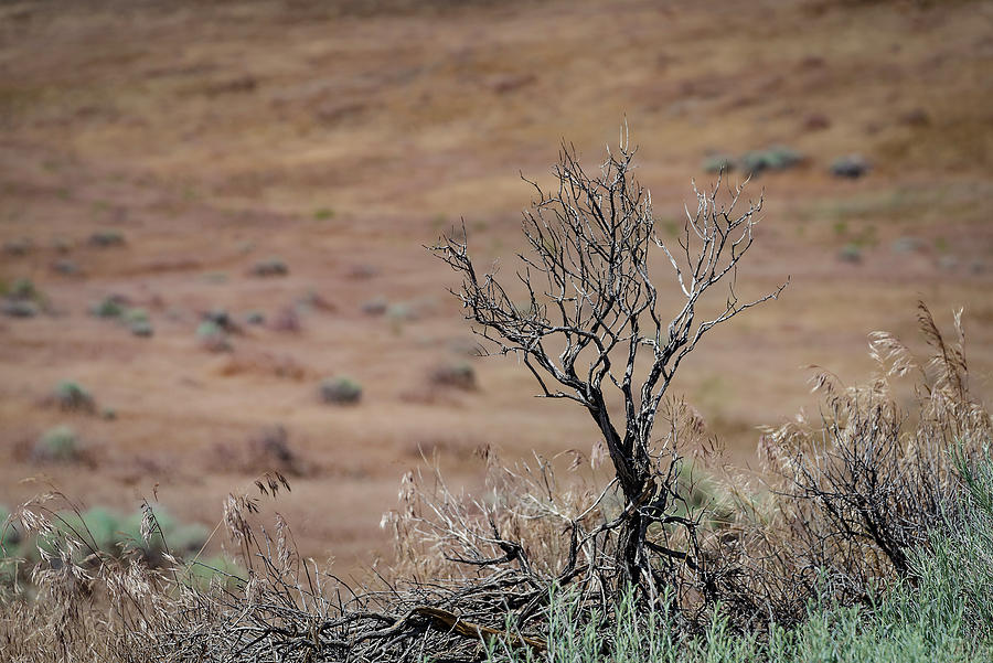 Desert Sagebrush  Photograph by Rick Mosher