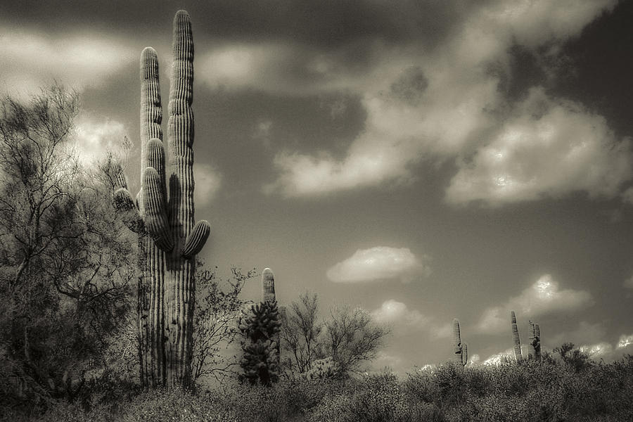 Desert Saguaros Photograph by Roger Passman