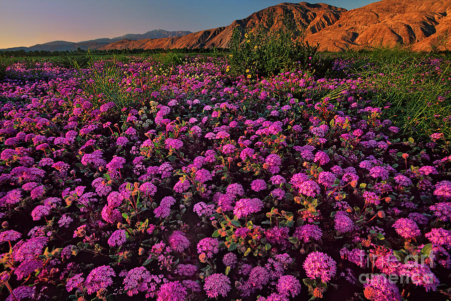 Desert Sand Verbena Abronia Villosa Wild California Photograph by Dave Welling