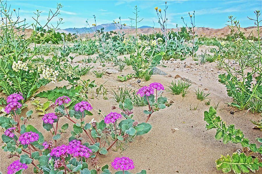 Desert Sand Verbena and Brown-eyed Evening Primrose in Anza-Borrego State Park-California Photograph by Ruth Hager