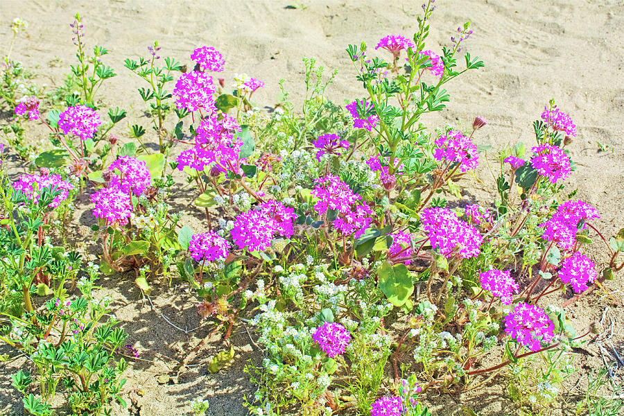 Desert Sand Verbena and Popcorn Flowers in Anza-Borrego State Park-California Photograph by Ruth Hager