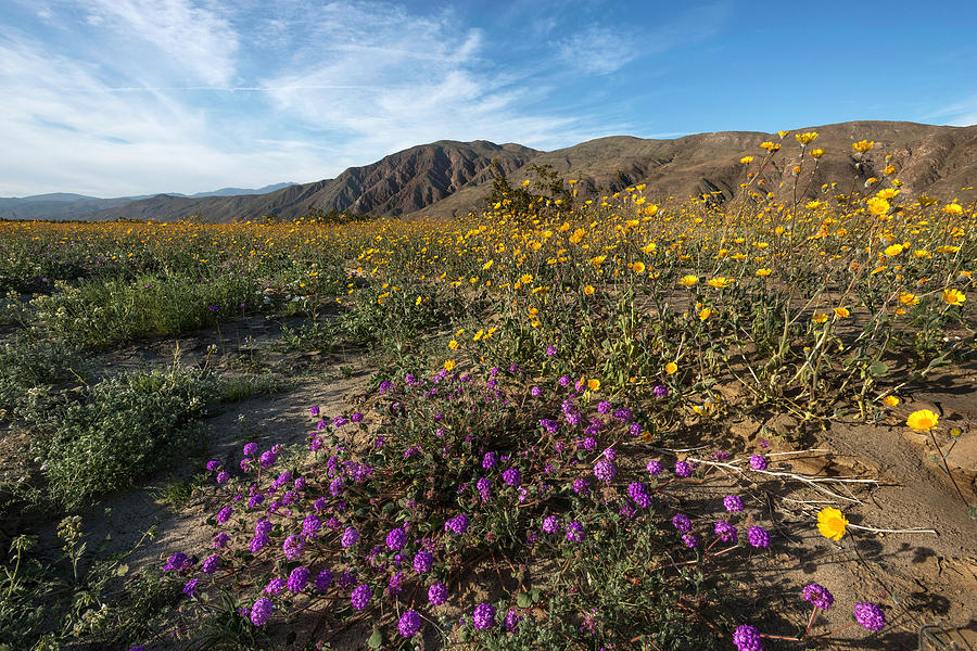 Desert Sand Verbena and  Sunflowers Photograph by Scott Cunningham