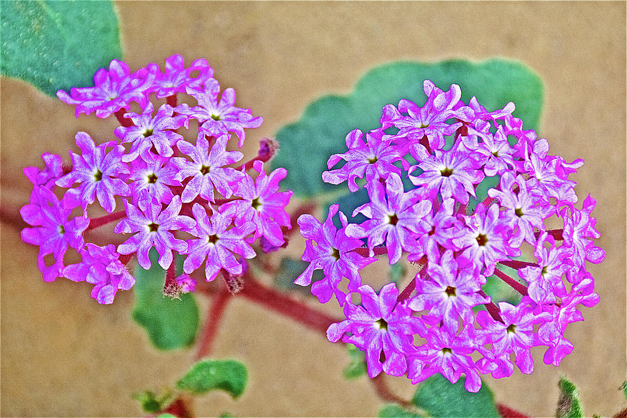 Desert Sand Verbena in Anza-Borrego State Park-California Photograph by Ruth Hager