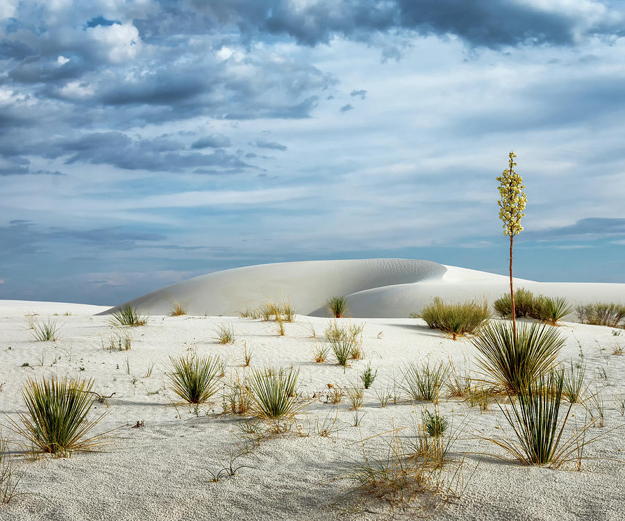 Desert Sandbox 5x6 Photograph by James Barber