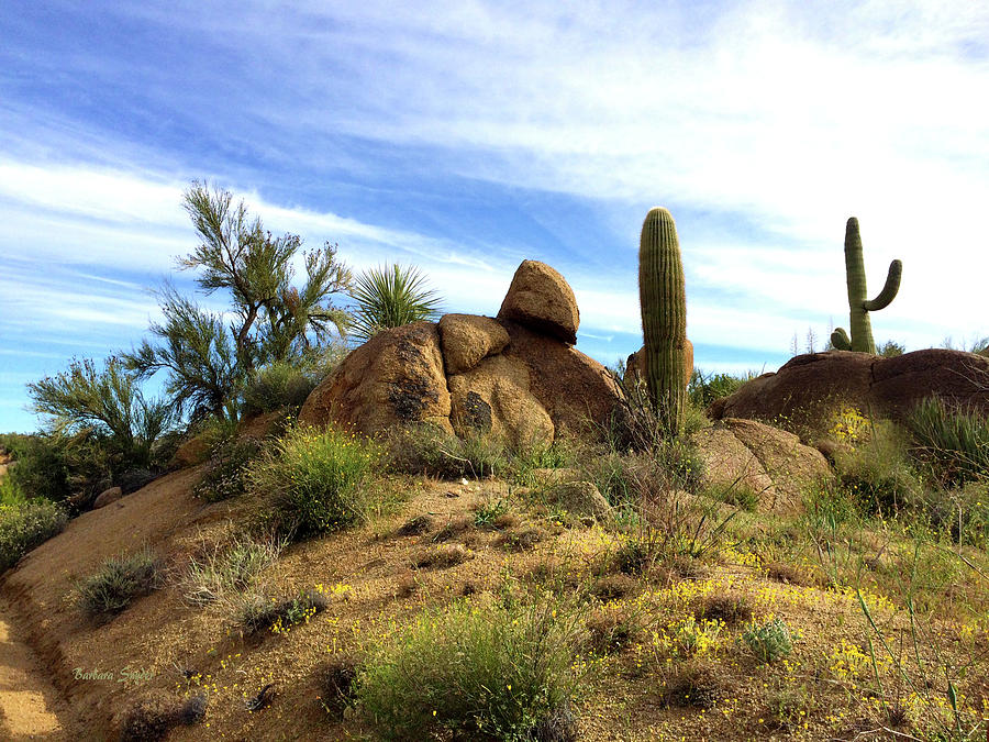 Desert Scene Near Sedona Arizona Photograph by Barbara Snyder