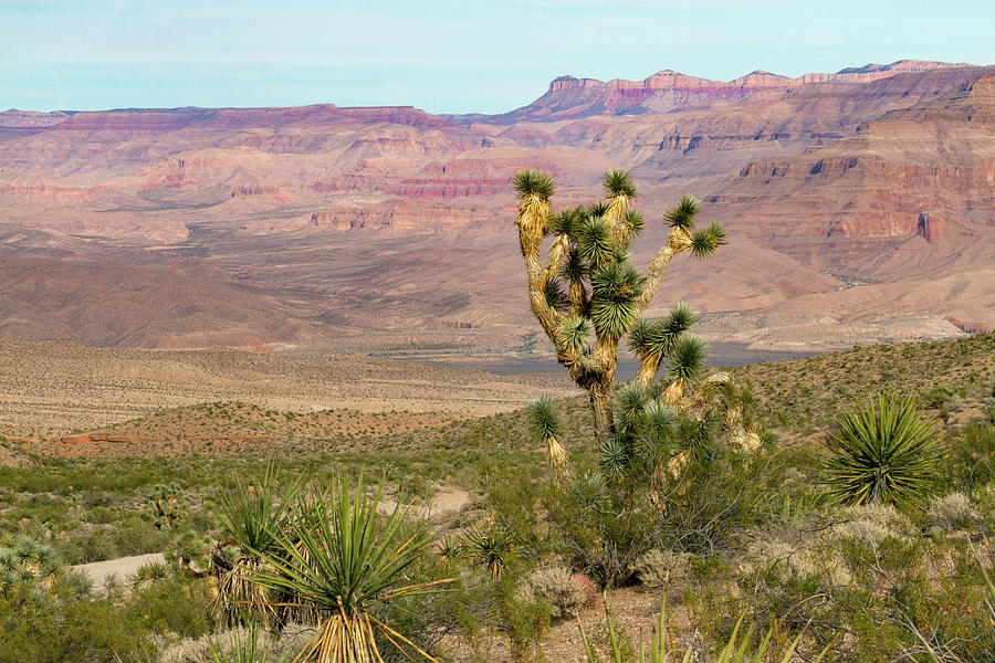 Desert Scene with Joshua Tree Photograph by Bonnie Follett