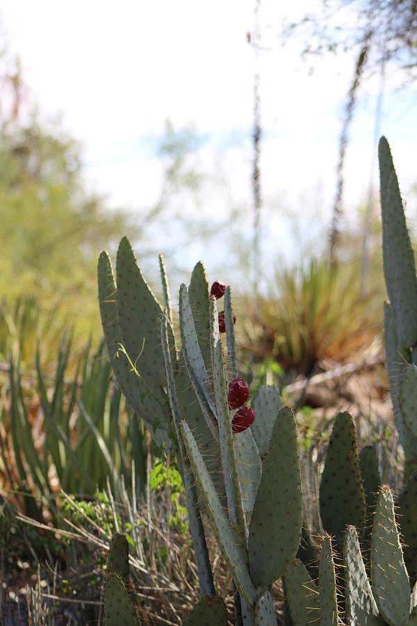 Desert Scene with Prickly Pear Photograph by Colleen Cornelius