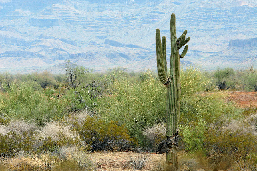 Desert Photograph - Desert Scene with Saugro Catcus by Linda Phelps