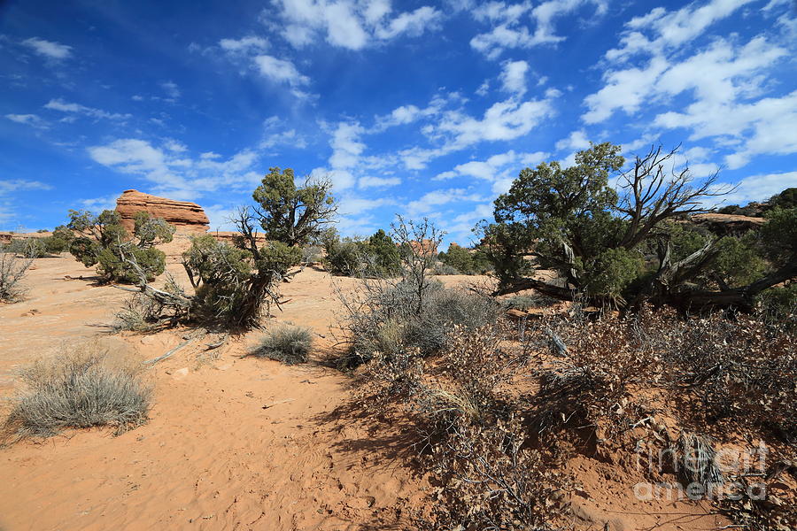 Desert Scrub II Photograph by Mary Haber