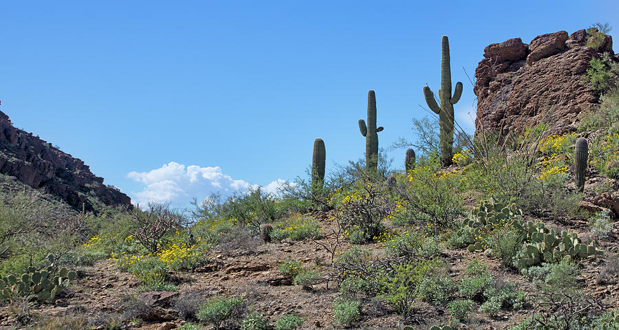 Desert Sentinels - Panorama Photograph by Nikolyn McDonald